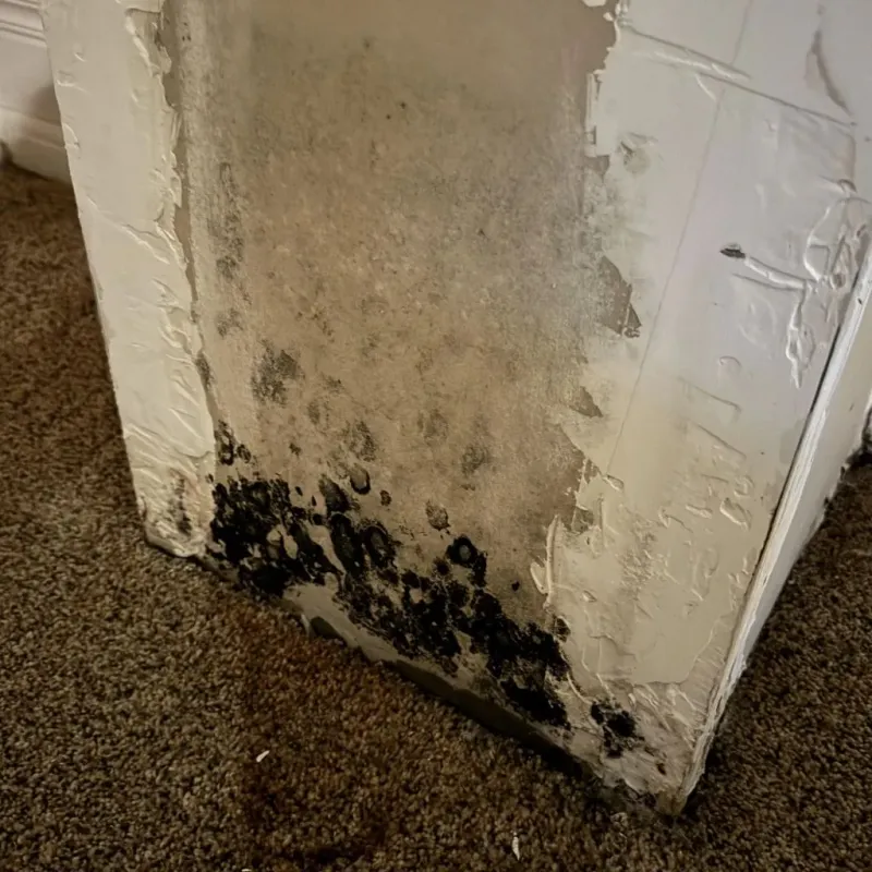 Professional Mold Removal in Columbia County, WI